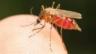 Malaria Malaria